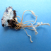 Paecilomyces militaris [anamorph of cordyceps militaris]